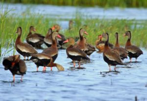 Waterfowl at the Tom Yawkey Wildlife Center
