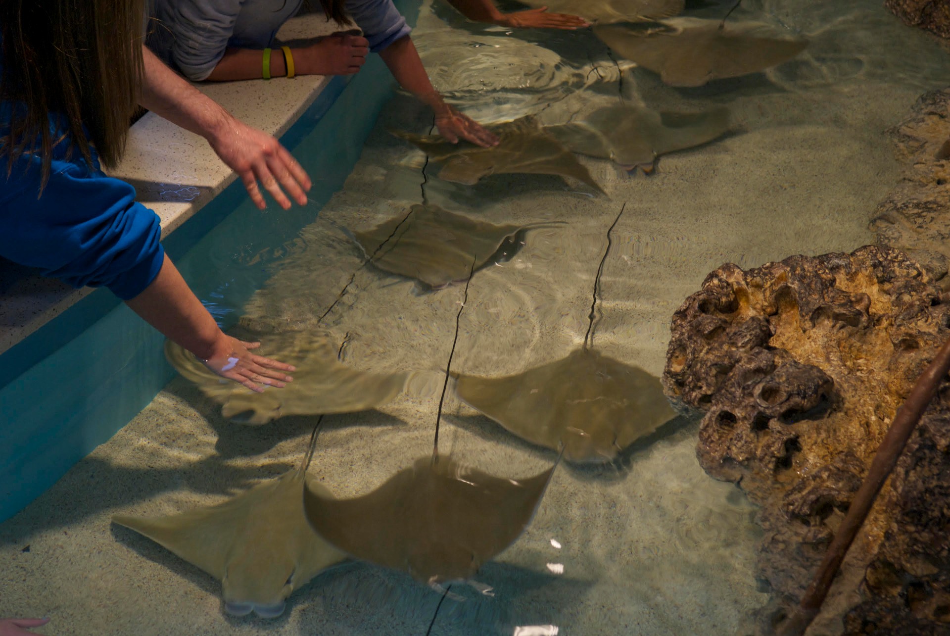 img YF_New_England_Aquarium_Touch_Tank